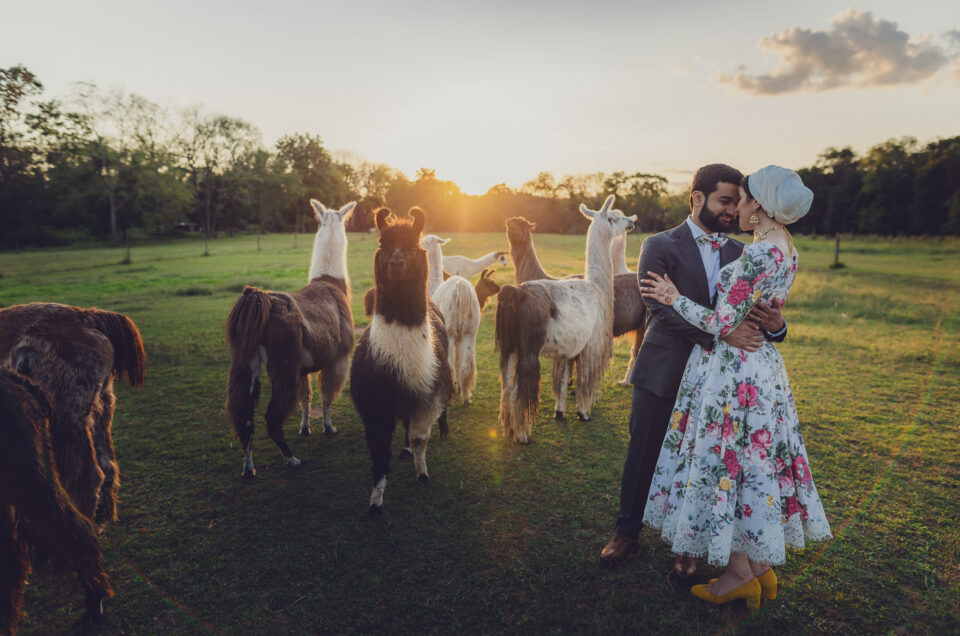 Bride Groom Wedding Portrait Outdoor Woodsedge Farm Alpacas