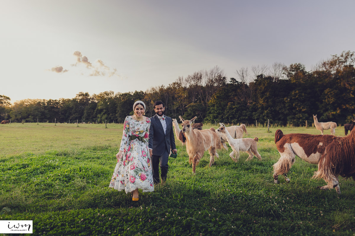 may zain wedding with alpacas at woodsedge farm belvidere nj 10