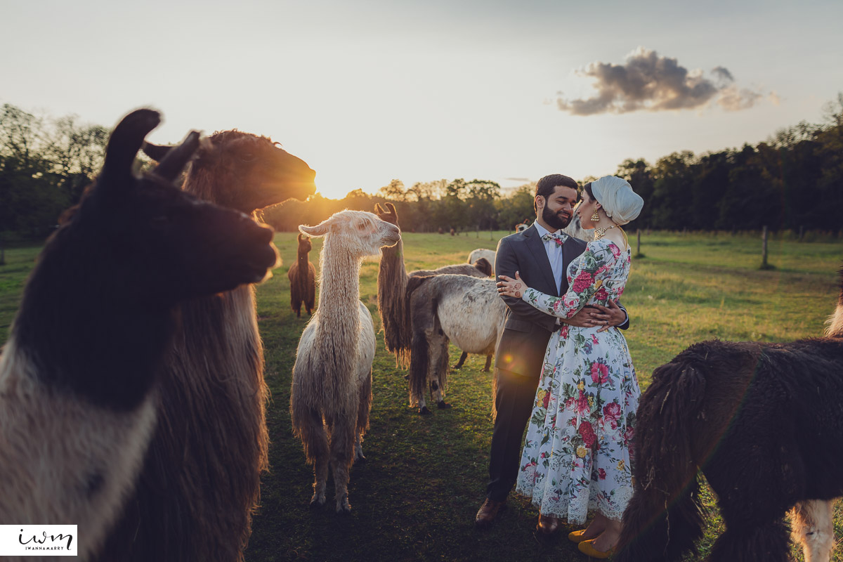 may zain wedding with alpacas at woodsedge farm belvidere nj 11