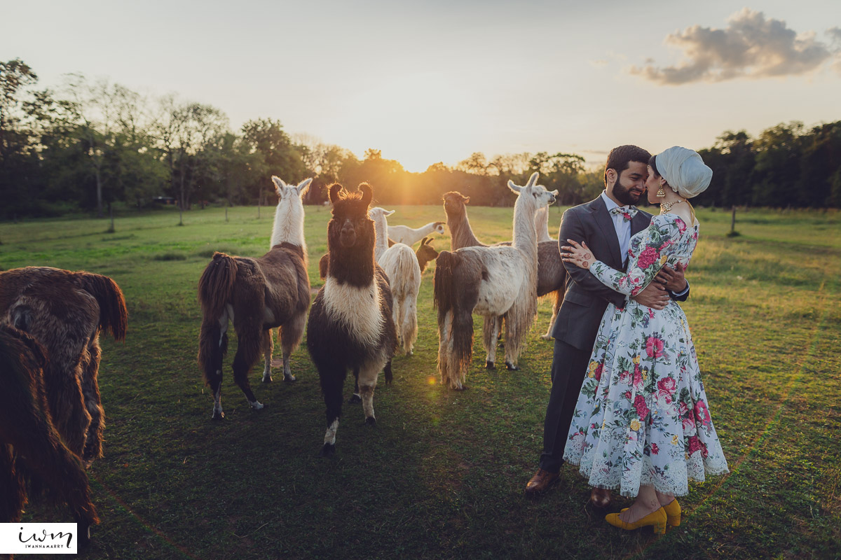 may zain wedding with alpacas at woodsedge farm belvidere nj 12