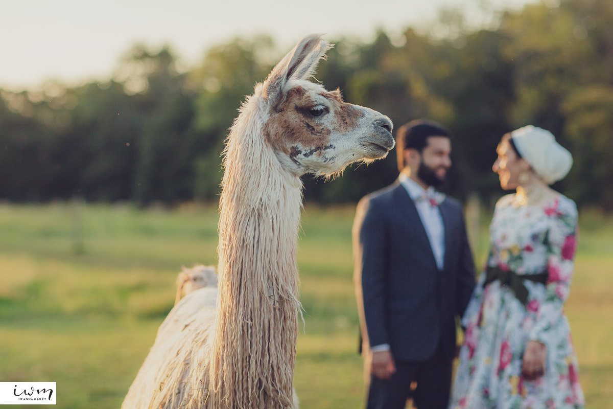 may zain wedding with alpacas at woodsedge farm belvidere nj 14