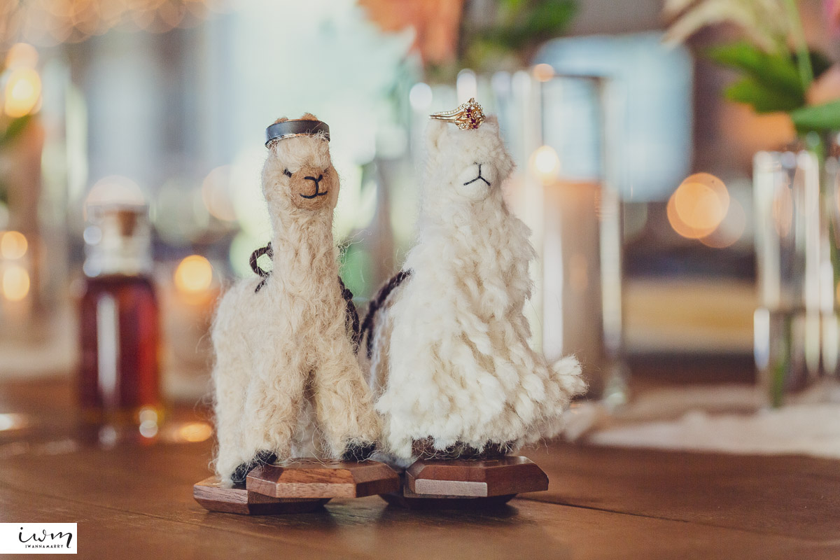 may zain wedding with alpacas at woodsedge farm belvidere nj 28