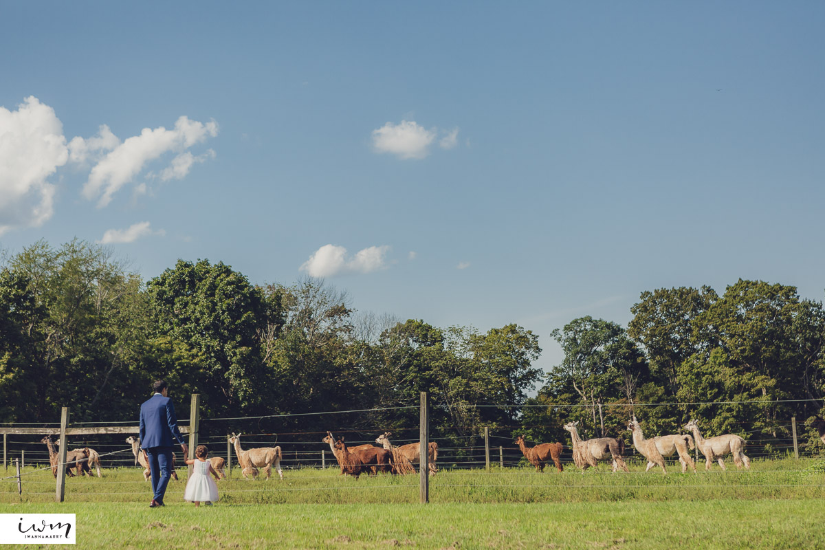 may zain wedding with alpacas at woodsedge farm belvidere nj 32