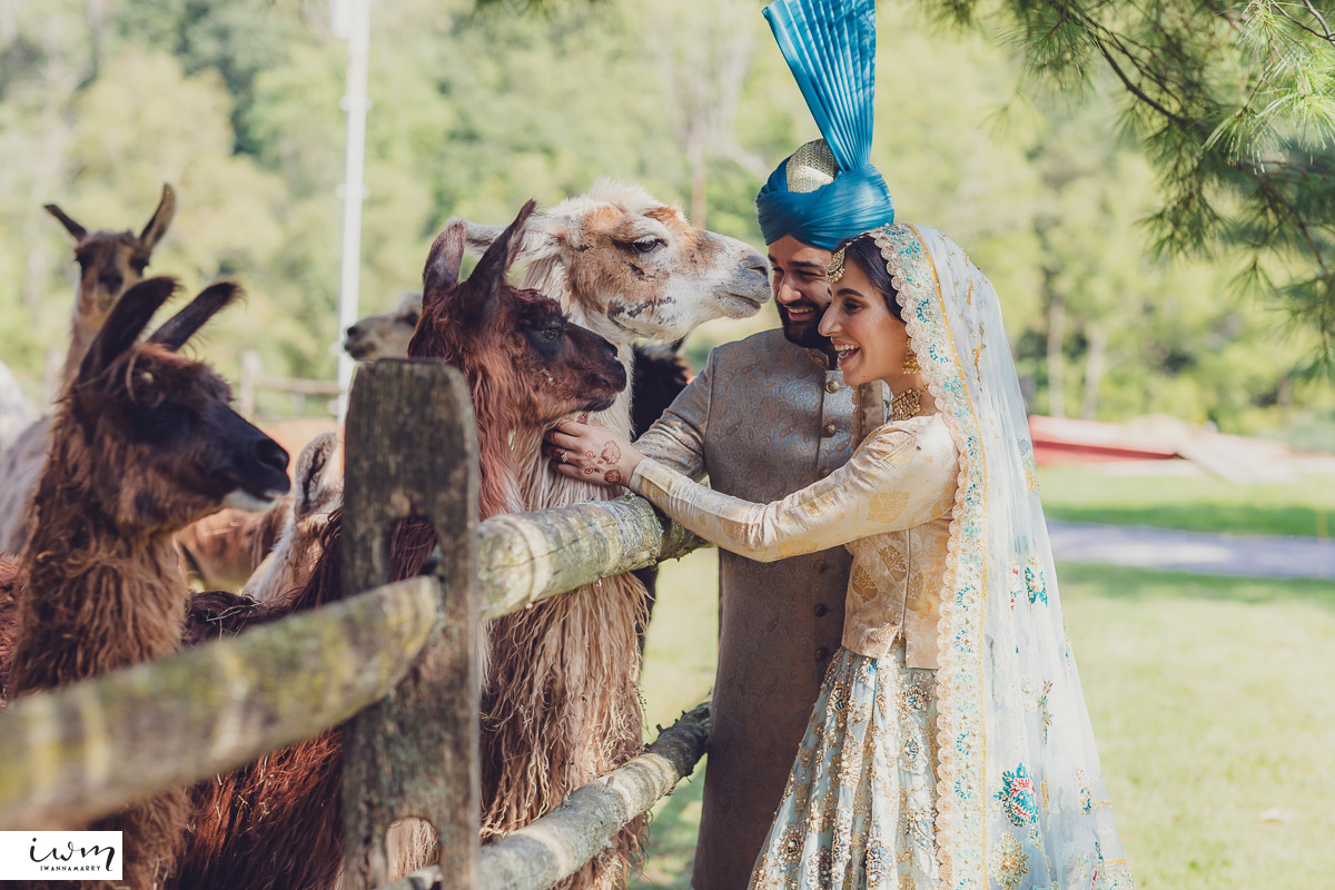 may zain wedding with alpacas at woodsedge farm belvidere nj 37