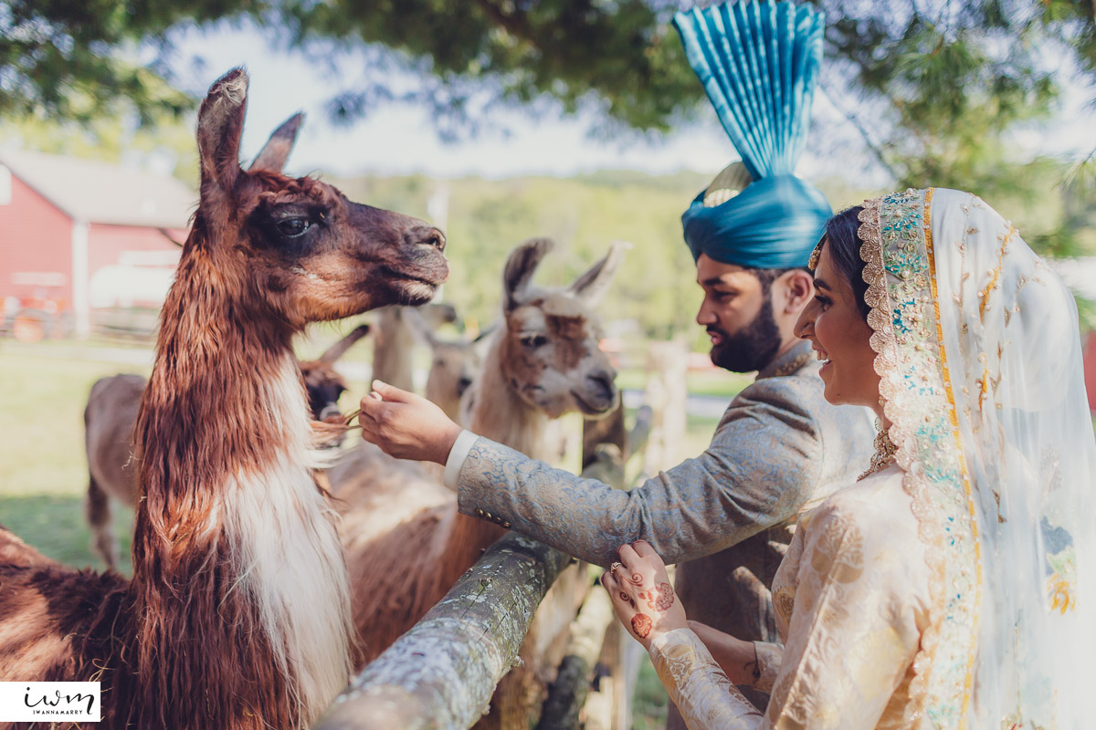 may zain wedding with alpacas at woodsedge farm belvidere nj 38