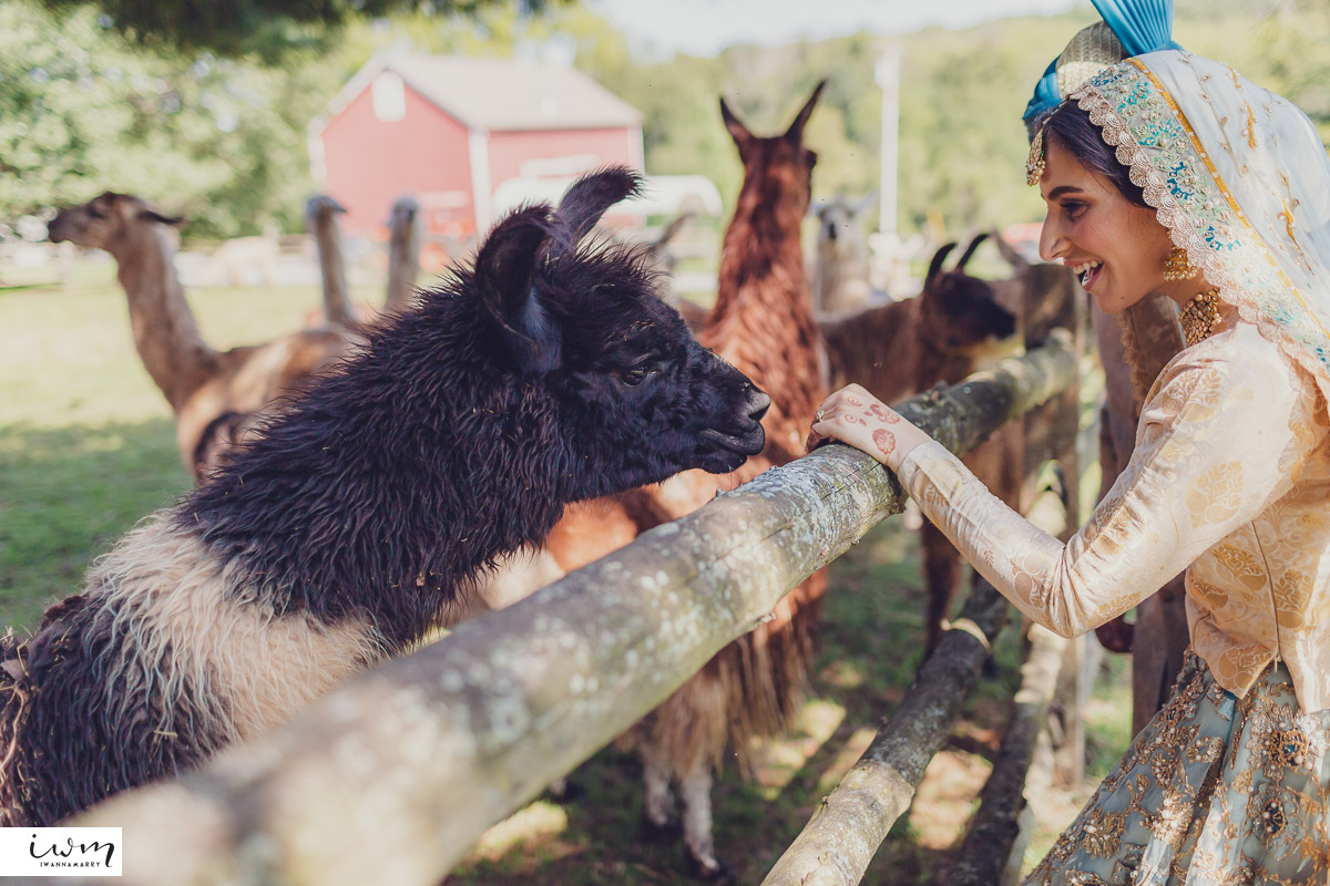 may zain wedding with alpacas at woodsedge farm belvidere nj 39