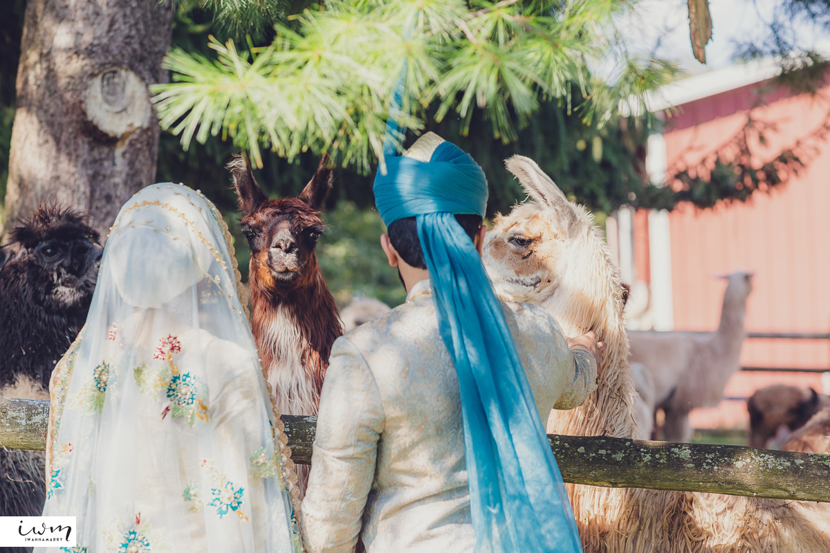 may zain wedding with alpacas at woodsedge farm belvidere nj 40