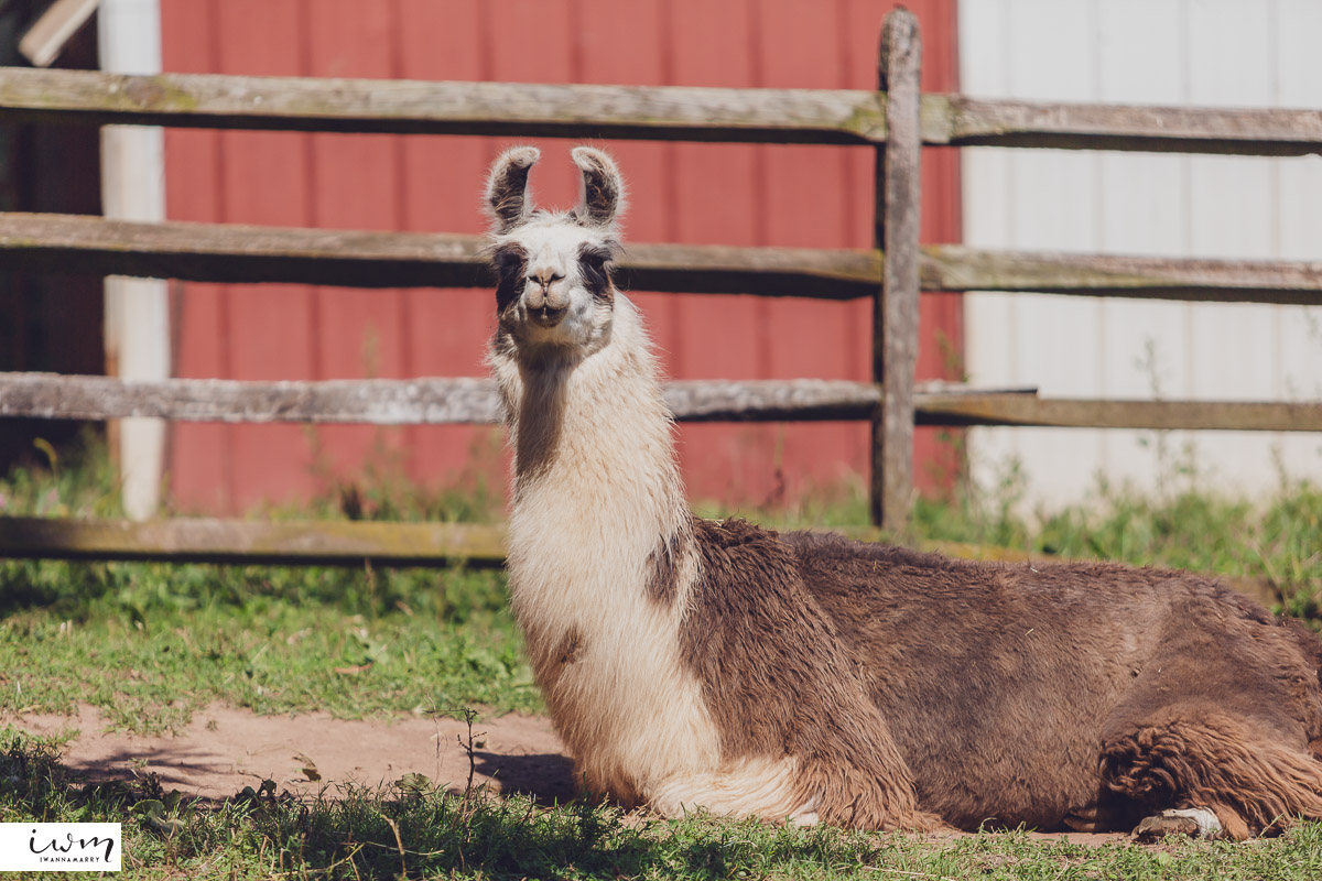 may zain wedding with alpacas at woodsedge farm belvidere nj 52