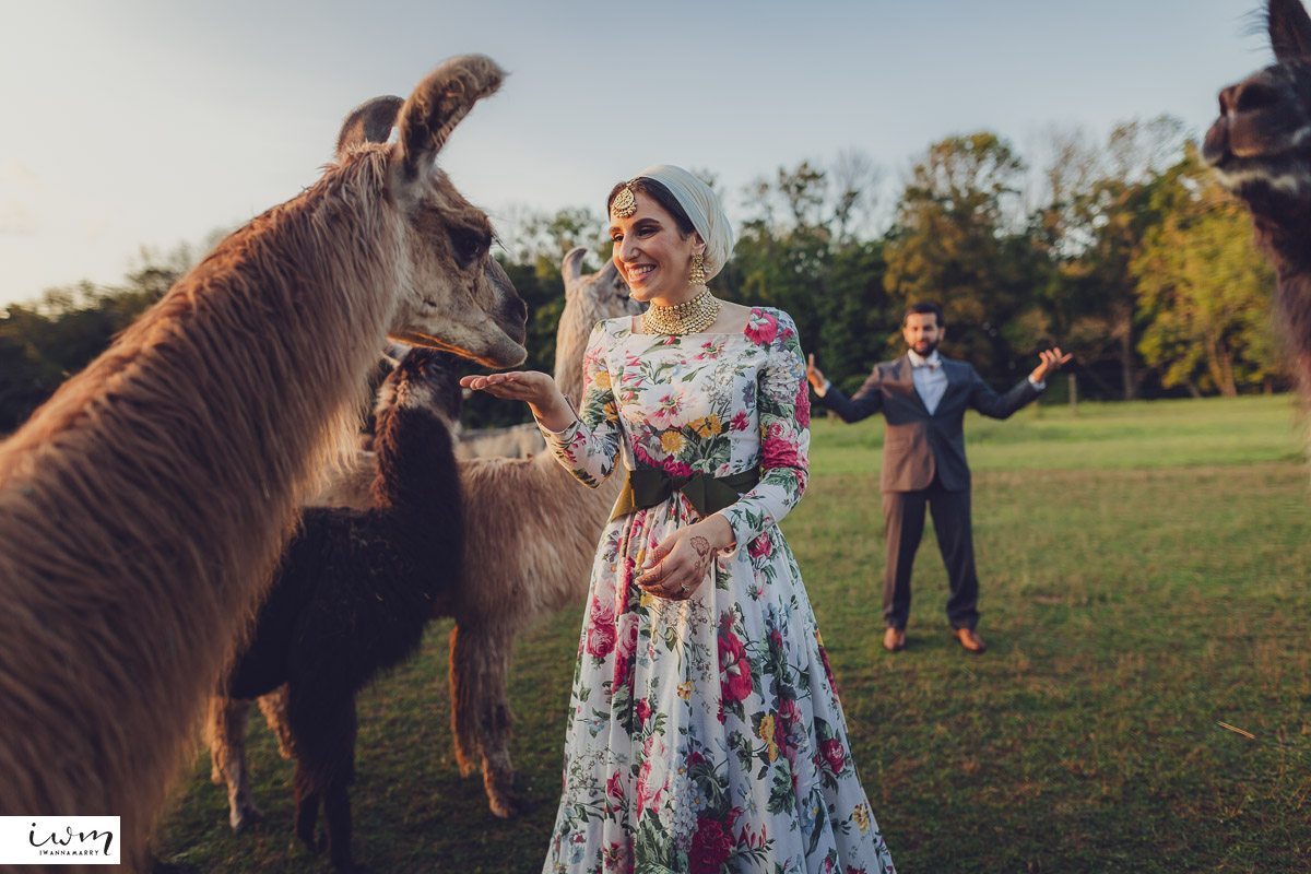 may zain wedding with alpacas at woodsedge farm belvidere nj 8