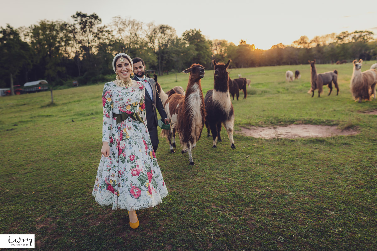 may zain wedding with alpacas at woodsedge farm belvidere nj 9